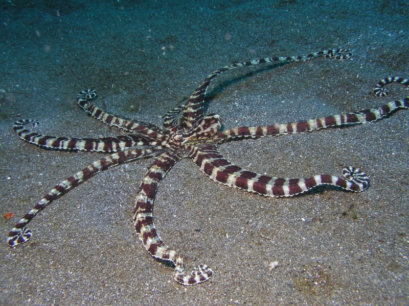 Mimic Octopus